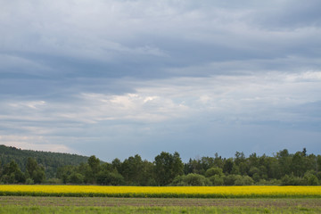 A picturesque field with yellow wild flowers on a mountain forest coniferous background and a blue beautiful bright sky on a sunny warm day.