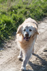 Portrait d'un chien de type golden retrievers en belgique