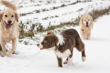 golden retrievers and border collie dogs playing in belgium