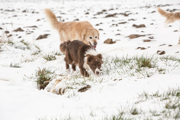 golden retrievers and border collie dogs playing in belgium