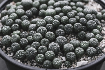 Close up of cactus plants in the pot