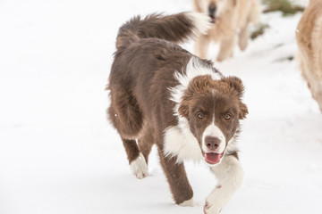 golden retrievers and border collie dogs playing in belgium