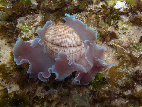 Bubble Snail Rose Petal-Hydatina physis in Sydney, Australia