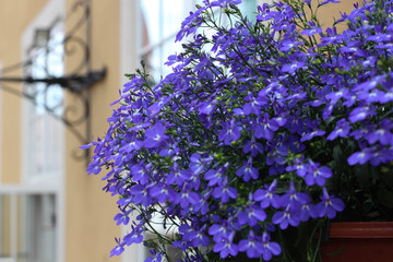 Blue Lobelia flower in the city