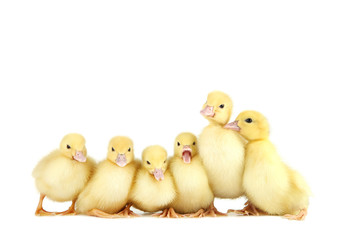 Little yellow ducklings on white background