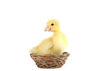 Little yellow duckling in basket on white background