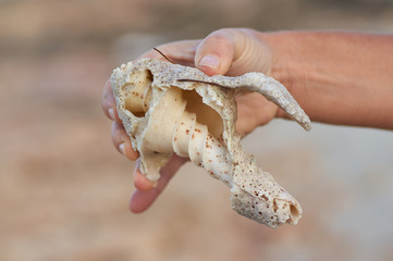 A large sea shell in a section, the hand holds a shell close-up