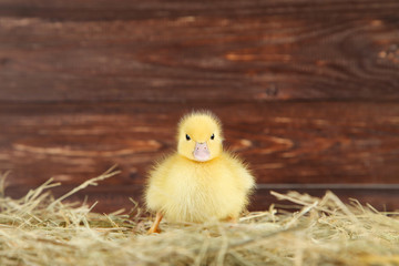 Little yellow duckling on hay