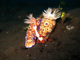 Imperatorgarnele auf Meeresschnecken