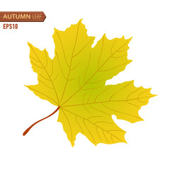 Autumn maple leaf isolated on a white background. Vector illustration