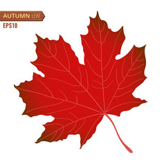 Autumn maple leaf isolated on a white background. Vector illustration