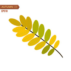 Autumn acacia leaf isolated on a white background. Vector illustration