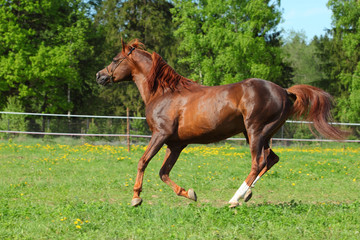 Arabian Thorougbred, Pure-bred Arab horse running joyfully on paddock