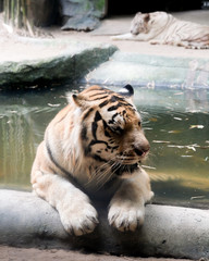 INDOCHINESE TIGER (Panthera tigris corbetti) in the zoo at Thailand