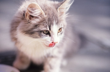Kitten licking her lips. Focus on tongue, shallow depth of field.