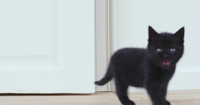 little black kitten entering the room from behing door.