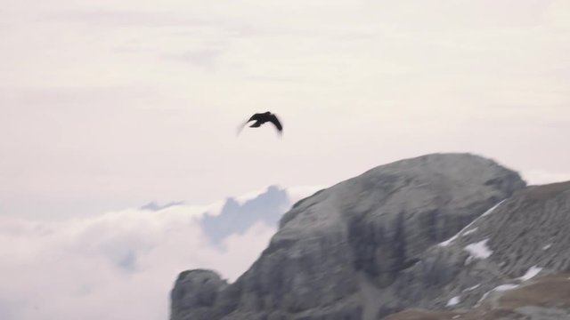 Daws flying in front of huge peaks in the Italian Dolomites. 4k