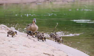 Duck with ducklings on the shore of the Damansky  island of Yaroslavl