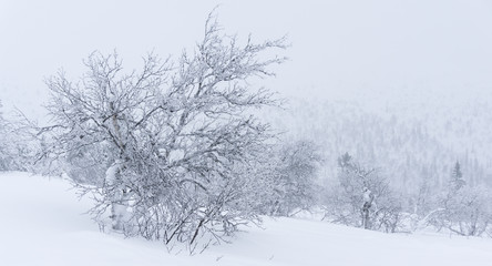 Winter in the mountains