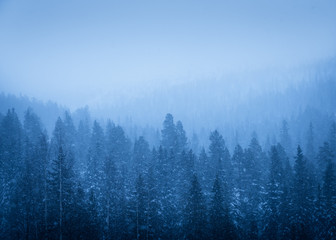 Winter forest