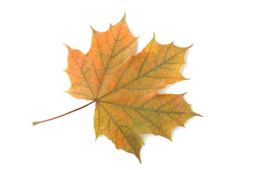 Dry maple leaf isolated on a white background