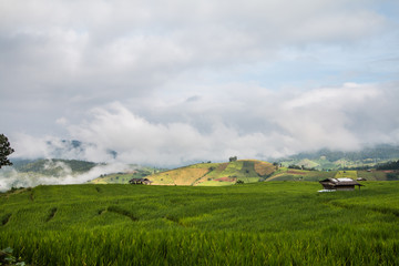 Obraz premium Pa Pong Piang Rice Terraces