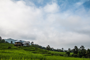 morning  Pa Pong Piang Rice Terraces