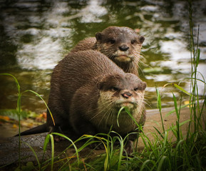 Otters 