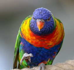 Lorikeet close up