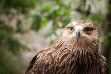 Naklejka premium Close-up portrait of golden eagle