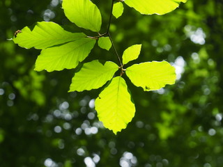 Buchenlaub im Licht
