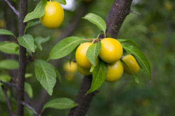 Yellow plums on the tree in the garden. Close up.