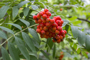 The clusters of berry on a rowan tree. Close up.