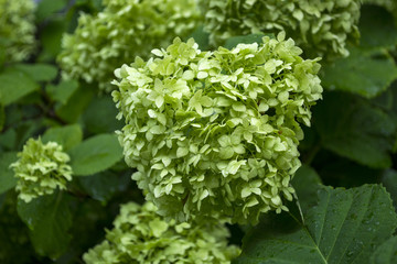 Green hydrangea blooming.	
