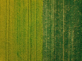 Aerial view of Rows of potato and rapeseed field. Yellow and green agricultural fields in Finland.
