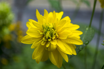 Rudbeckia laciniata. Yellow flower. Macro shot.