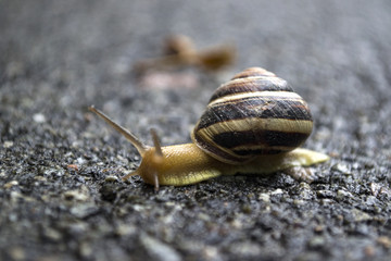 Snail crawling on asphalt after rain. Wild nature close up.	