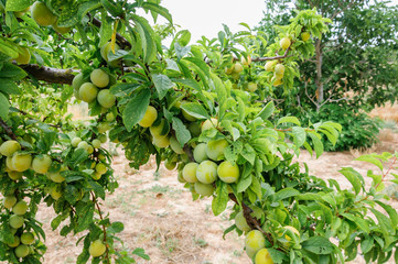 plums still a little green for harvesting in orchard