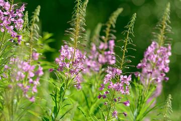 Pink flowers of fireweed (Epilobium or Chamerion angustifolium) in bloom ivan tea. Flowering willow-herb or blooming sally