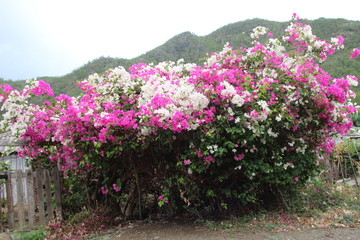 Bougainvilla