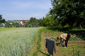 Organic Farmer in the Field
