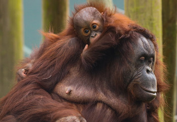 Fototapeta premium Mum and Baby Orangatan