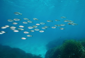 A school of fish, dreamfish Sarpa salpa, underwater in the Mediterranean sea, Cabo de Gata-Níjar natural park, Almeria, Andalusia, Spain