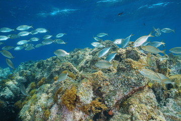 Naklejka na ściany i meble A school of fish (dreamfish Sarpa salpa) with rock underwater in the Mediterranean sea, Cabo de Gata-Níjar natural park, Almeria, Andalusia, Spain