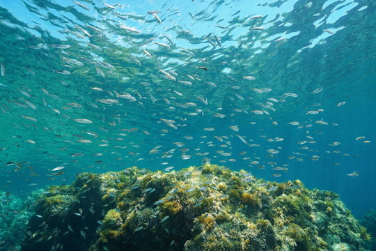 A school of bogue fish (Boops boops) underwater in the Mediterranean sea, La Isleta del Moro, Cabo de Gata-Níjar natural park, Almeria, Andalusia, Spain