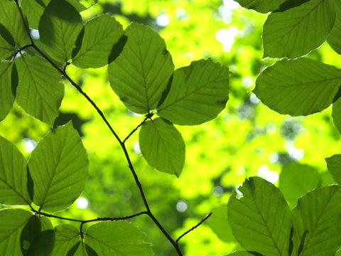 Buchenlaub in der Sonne