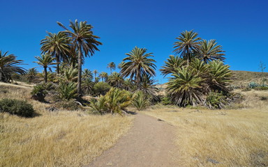 Fototapeta na wymiar Path with palm trees near the village La Isleta del Moro in the Cabo de Gata-Níjar natural park, Almeria, Andalusia, Spain