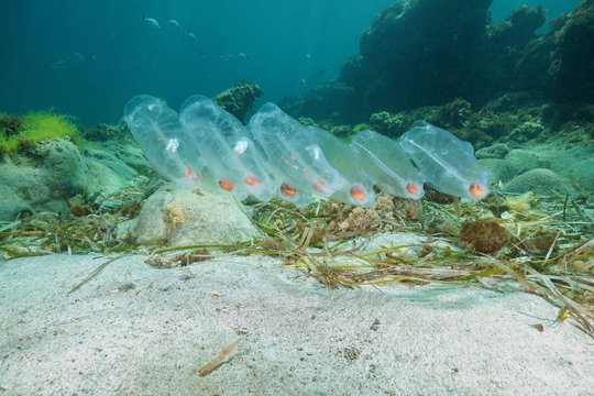 Salps animal underwater, planktonic tunicate over the seabed in the Mediterranean sea, Cabo de Gata-N&iacute;jar natural park, Almeria, Andalusia, Spain