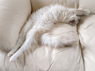 Chill cat