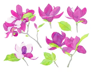 Fototapete Magnolie Set Aquarell-Magnolien-Blumen-Illustrationen